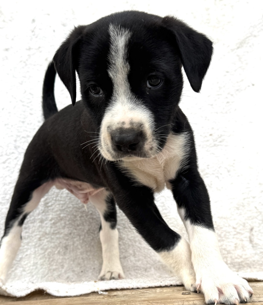 Junior