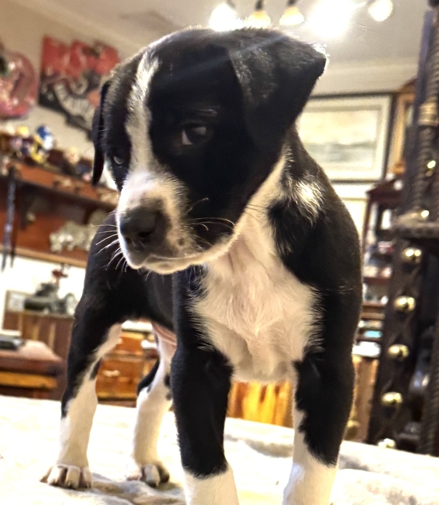 Junior