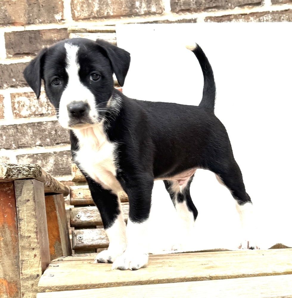 Junior