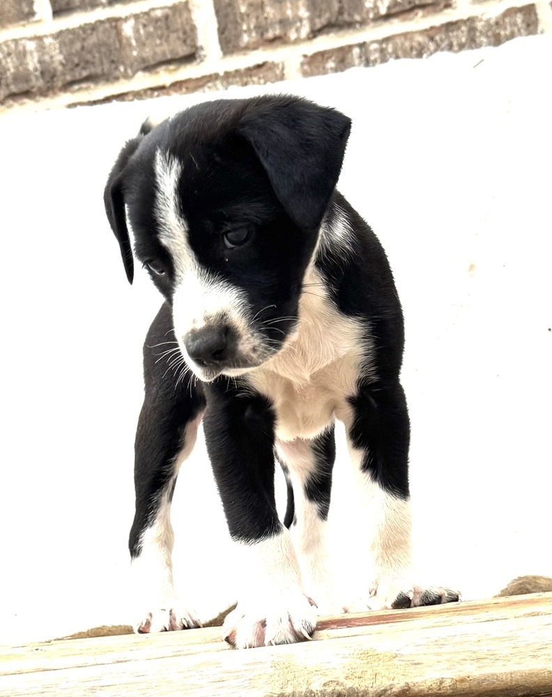 Junior