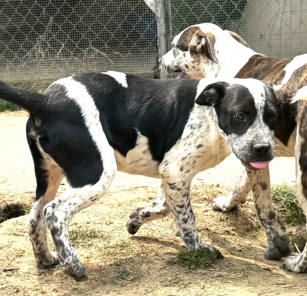 Mutt - $C litter