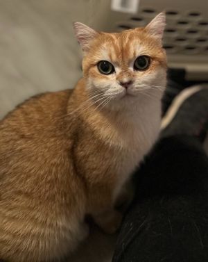 Meet Janine This stunning 2-year-old British Shorthair beauty is as sweet as can be With her plush