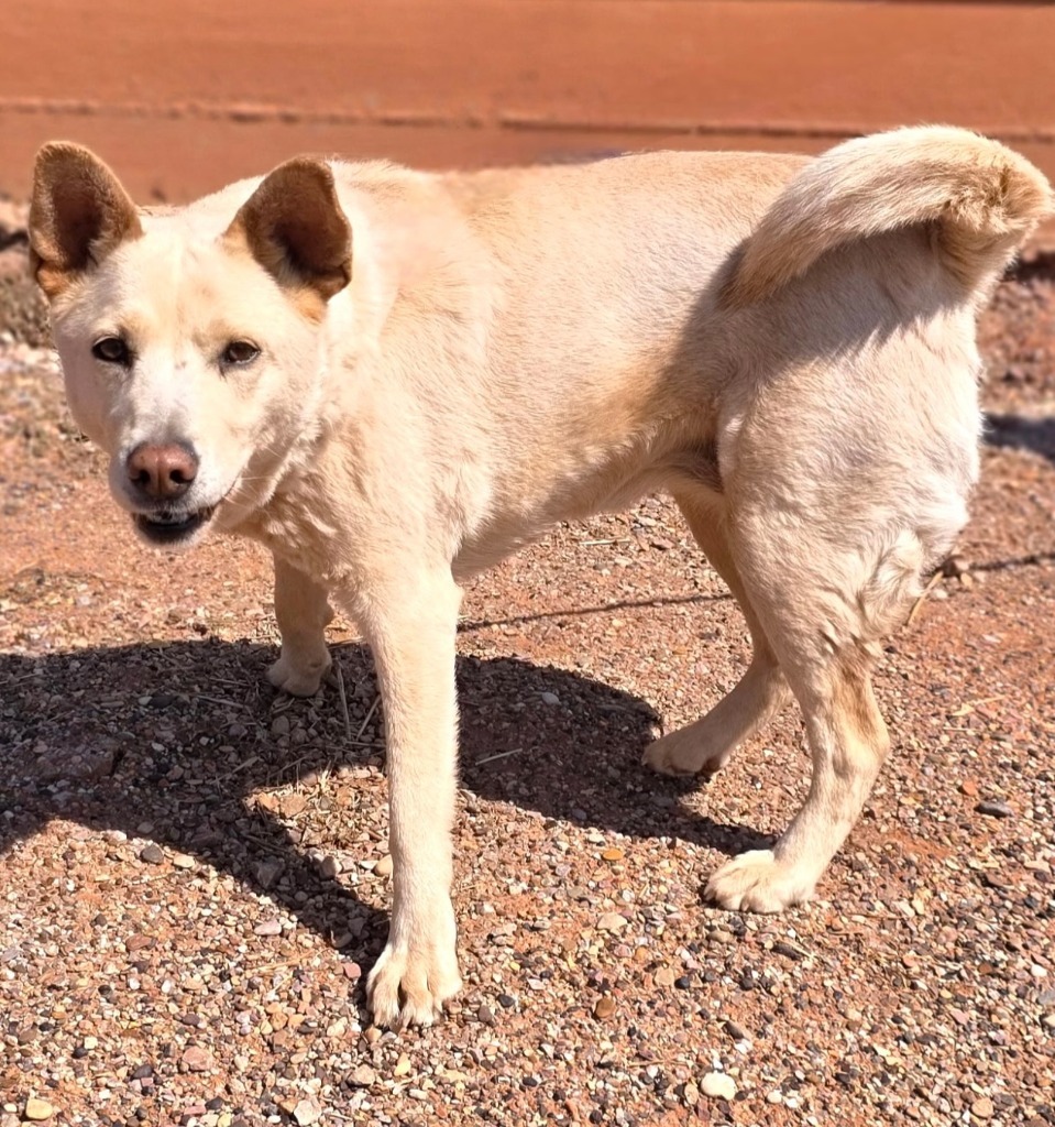 Pearl, an adoptable Mixed Breed in Hot Springs, SD, 57747 | Photo Image 1
