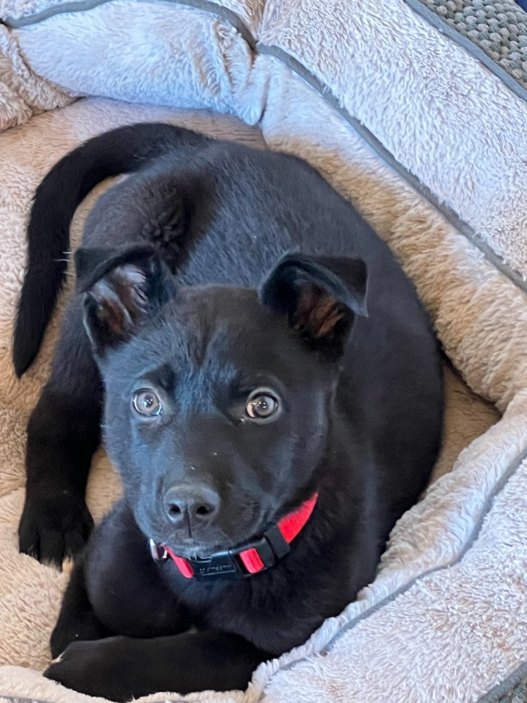 Arthur, an adoptable Mixed Breed in Hot Springs, SD, 57747 | Photo Image 1