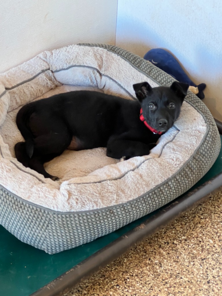 Arthur, an adoptable Mixed Breed in Hot Springs, SD, 57747 | Photo Image 2