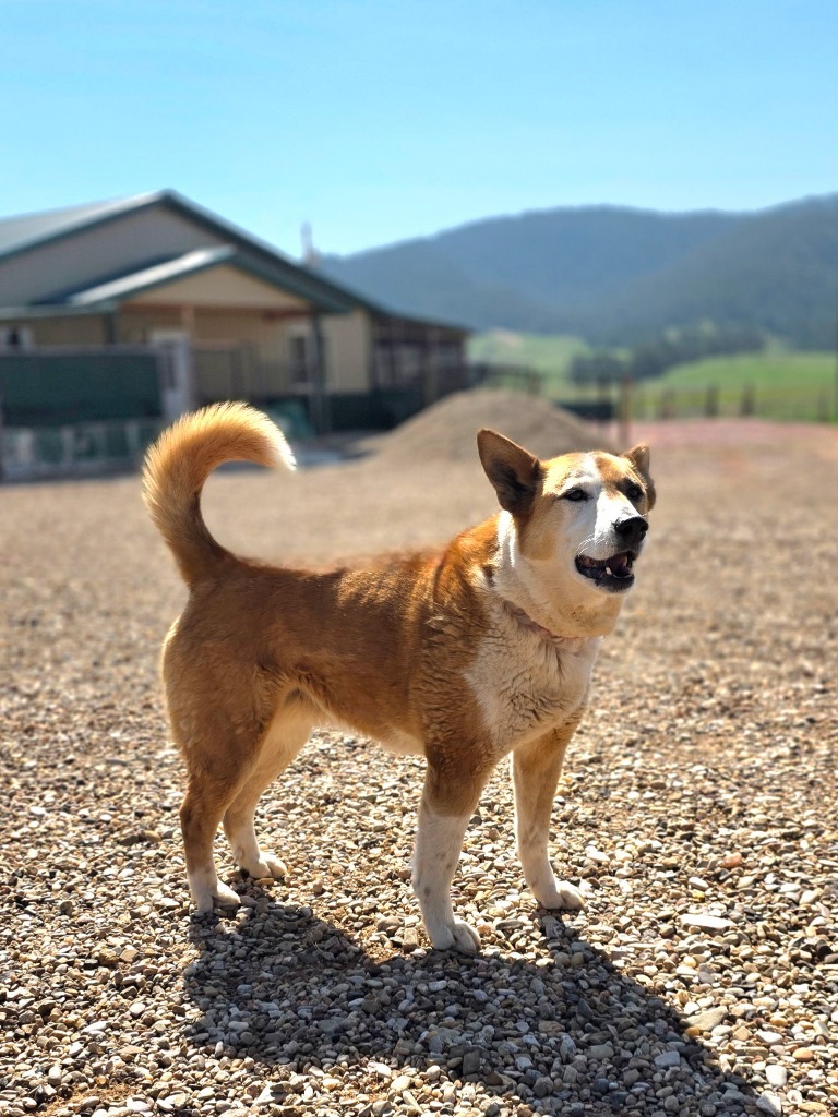 Kona, an adoptable Mixed Breed in Hot Springs, SD, 57747 | Photo Image 1