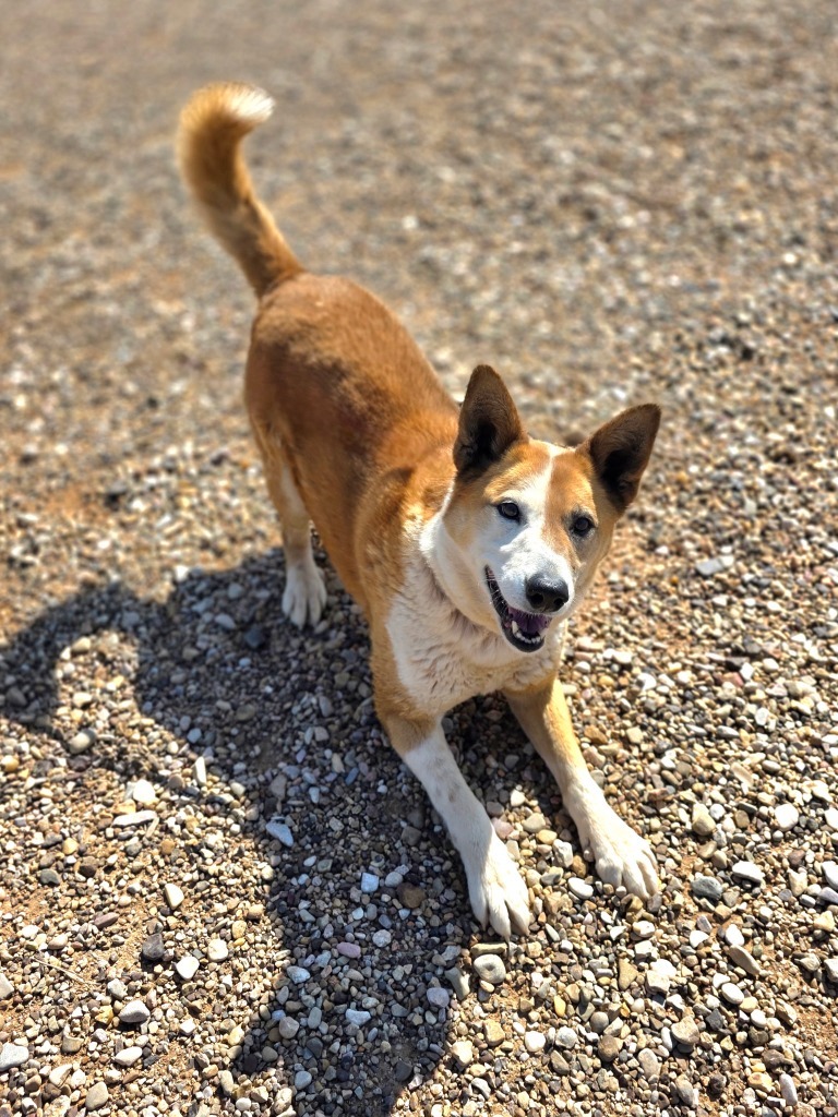 Kona, an adoptable Mixed Breed in Hot Springs, SD, 57747 | Photo Image 2