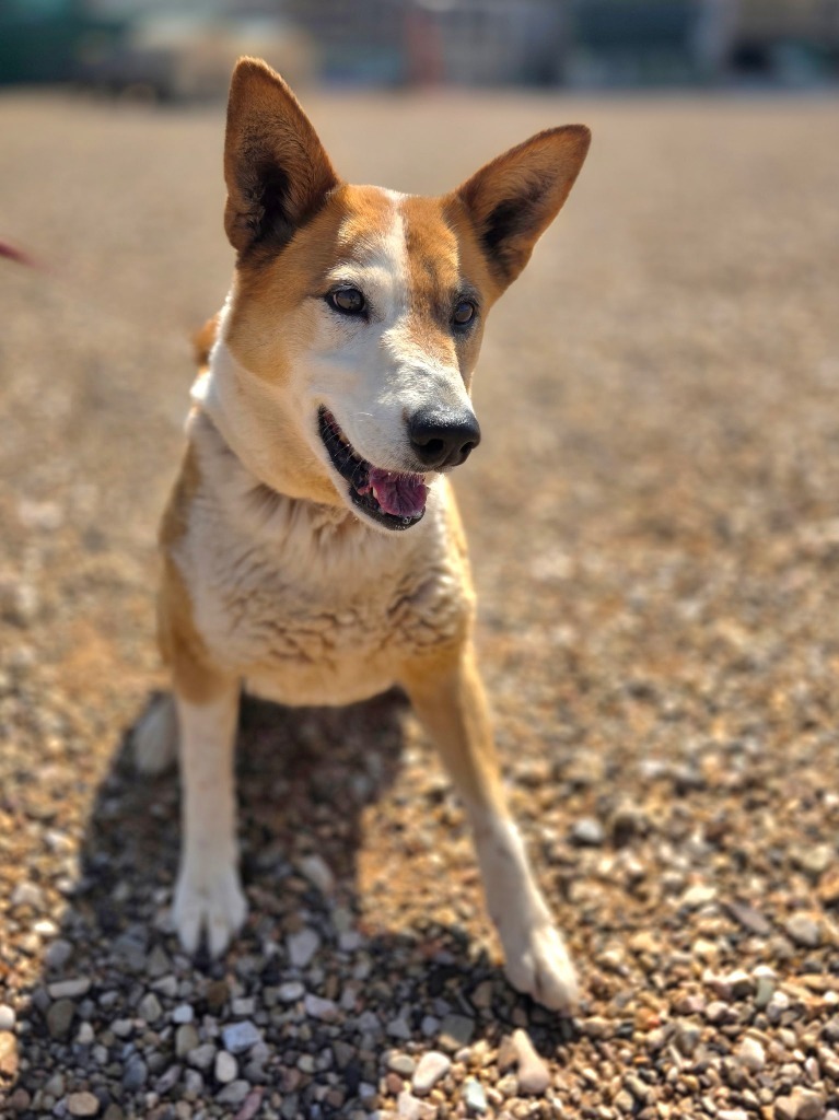 Kona, an adoptable Mixed Breed in Hot Springs, SD, 57747 | Photo Image 3