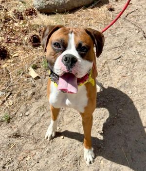 Kairo, Young Male Boxer