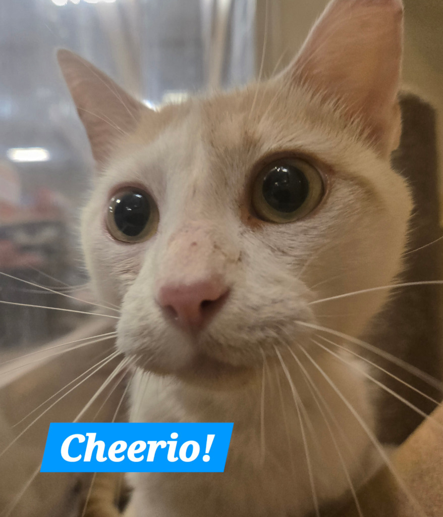 Cheerio