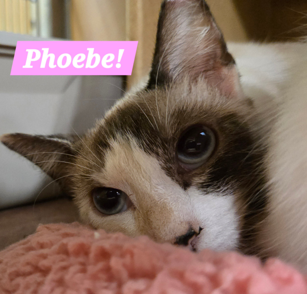 Phoebe