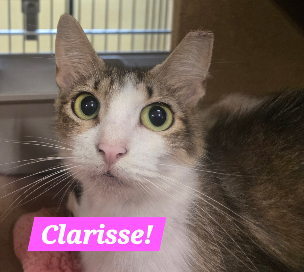 Clarisse