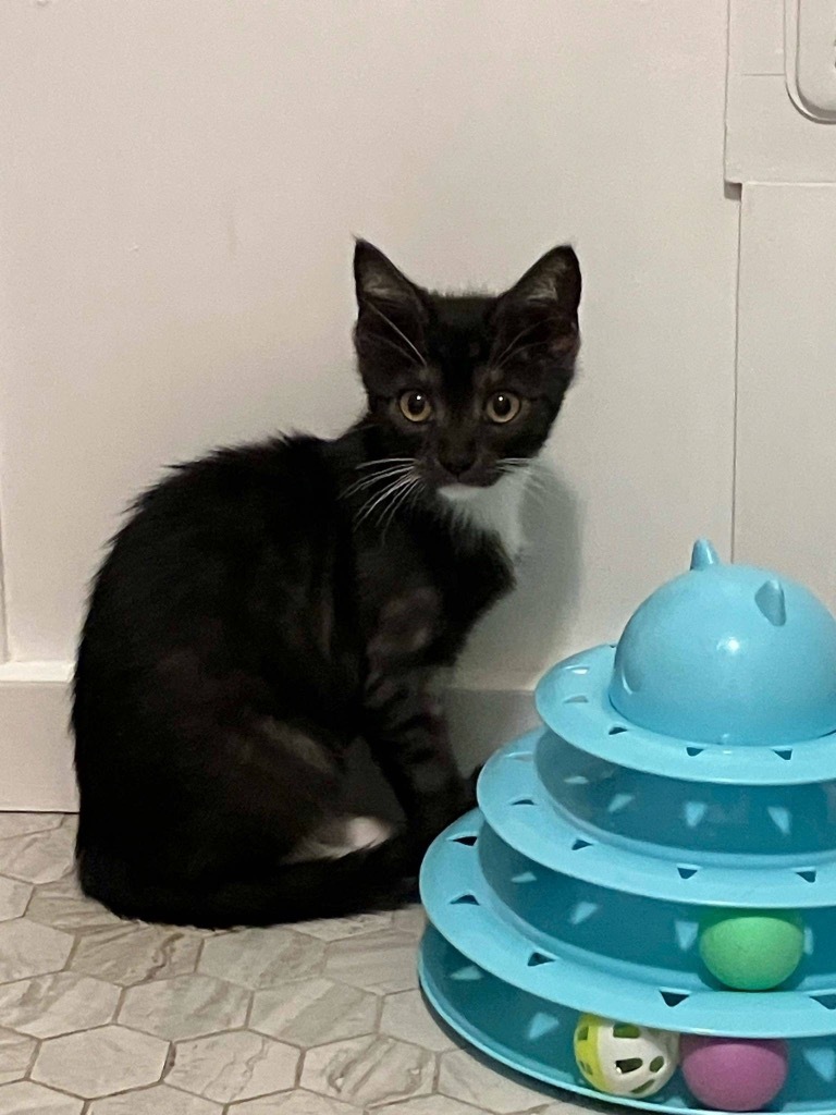 Sylvie