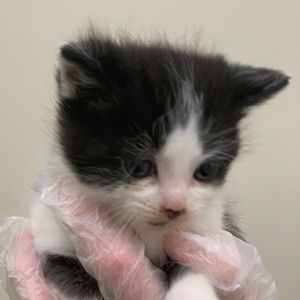 Misty Leigh, Baby Male Domestic Short Hair