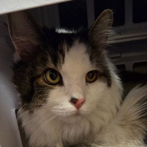 Mittens Domestic Long Hair Cat