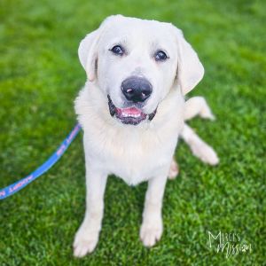 Duffle Bag Great Pyrenees Dog
