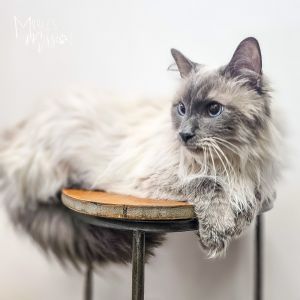 Mister Blue Himalayan Cat