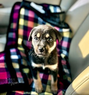 Cypher Mixed Breed Dog