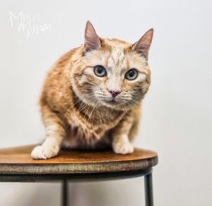 Dolly Domestic Short Hair Cat