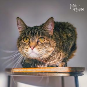 Looney Domestic Short Hair Cat
