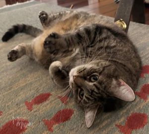 Looney is a sweet and friendly domestic shorthair torbie cat with an estimated birthdate of 052220