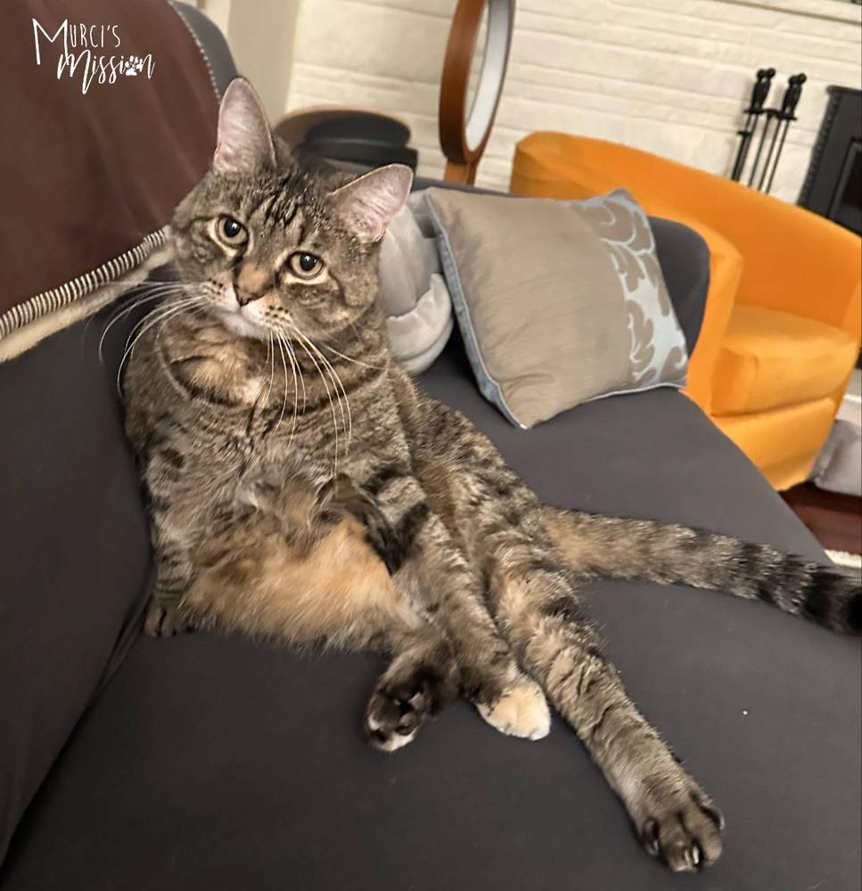 Looney, an adoptable Domestic Short Hair in Spokane , WA, 99209 | Photo Image 1