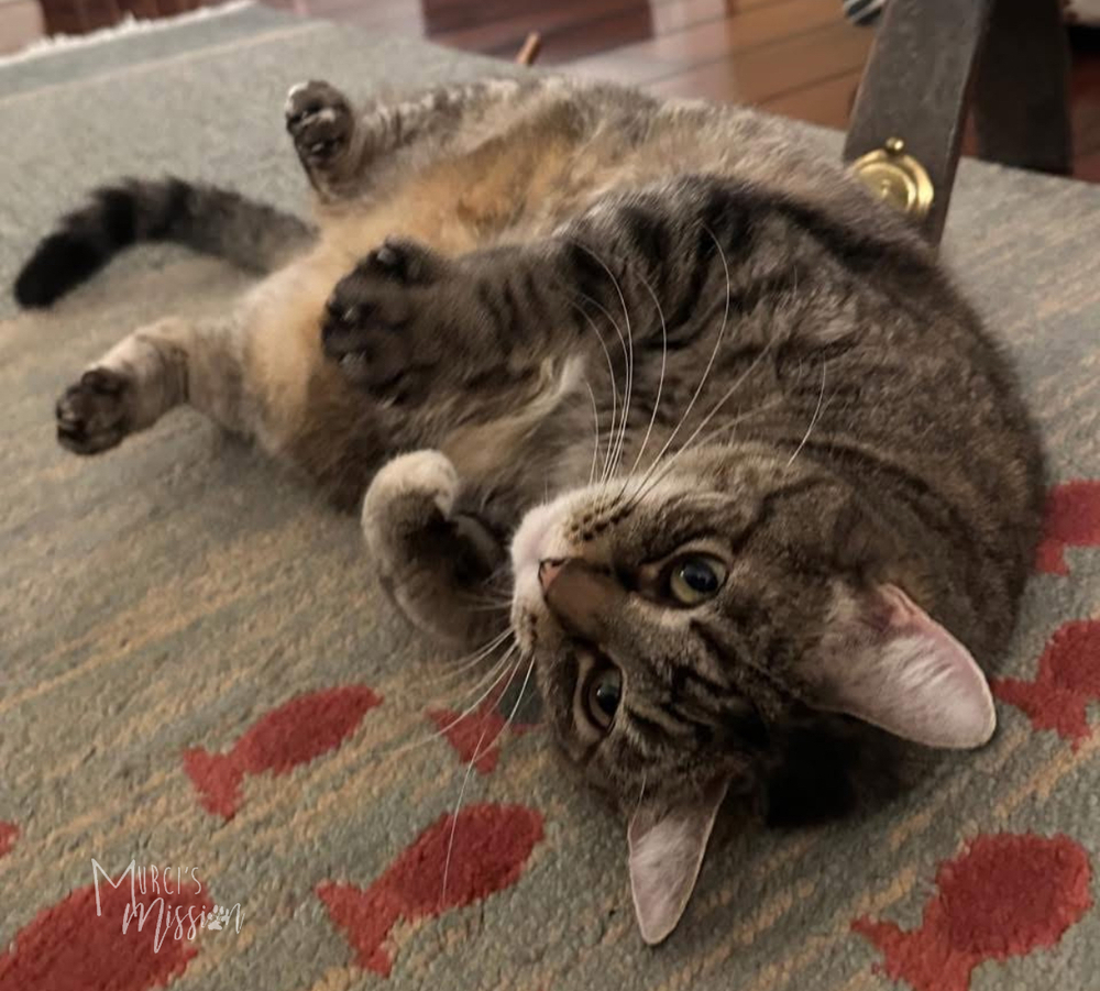 Looney, an adoptable Domestic Short Hair in Spokane , WA, 99209 | Photo Image 2