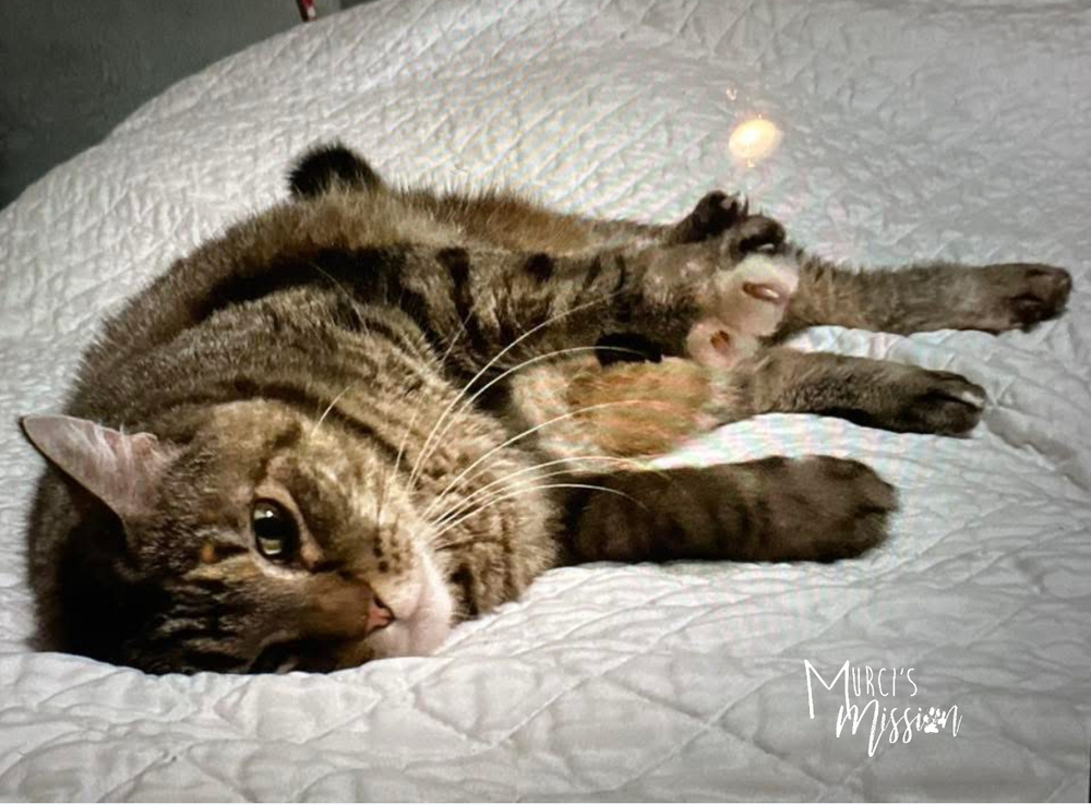 Looney, an adoptable Domestic Short Hair in Spokane , WA, 99209 | Photo Image 3