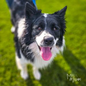 Marty McFluffy McFly Border Collie Dog