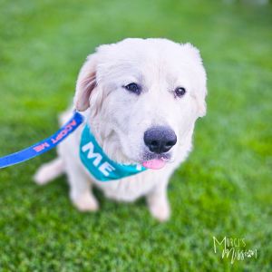 Welcome Fanny Pack and Duffle Bag They are an adorable and sweet duo of Great Pyrenees brothers who