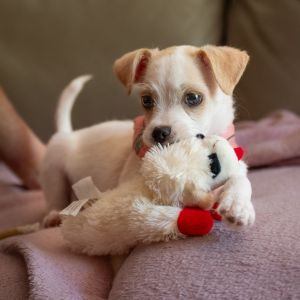 Peach Terrier Dog