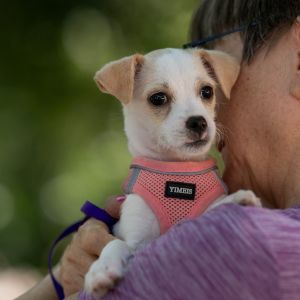 Peach is the perfect name for this tender-hearted little pup With her soft honey-colored fur and sw