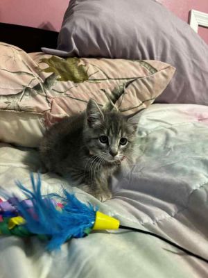 Lilo, Baby Female Domestic Short Hair