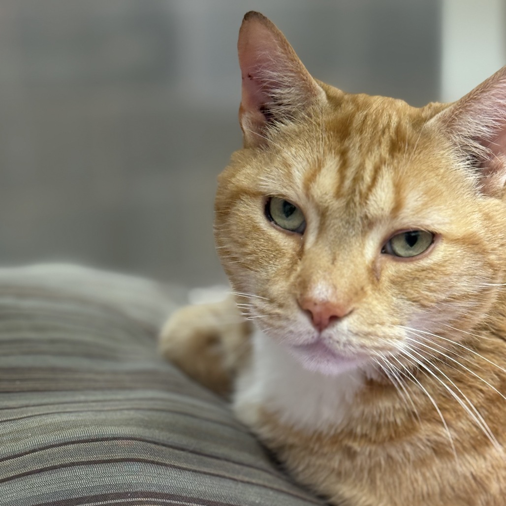 Bob, an adoptable Domestic Short Hair in Cheyenne, WY, 82007 | Photo Image 2