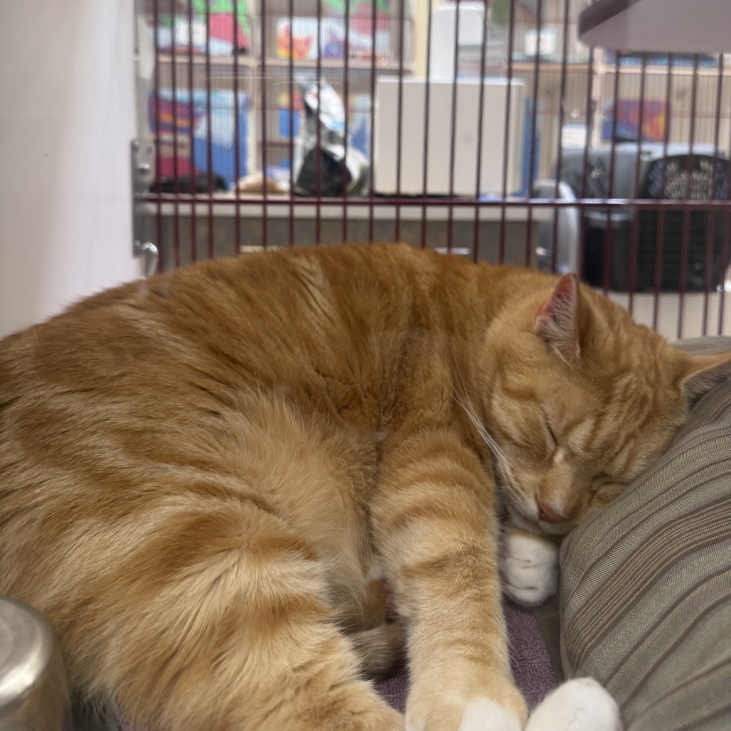 Bob, an adoptable Domestic Short Hair in Cheyenne, WY, 82007 | Photo Image 3