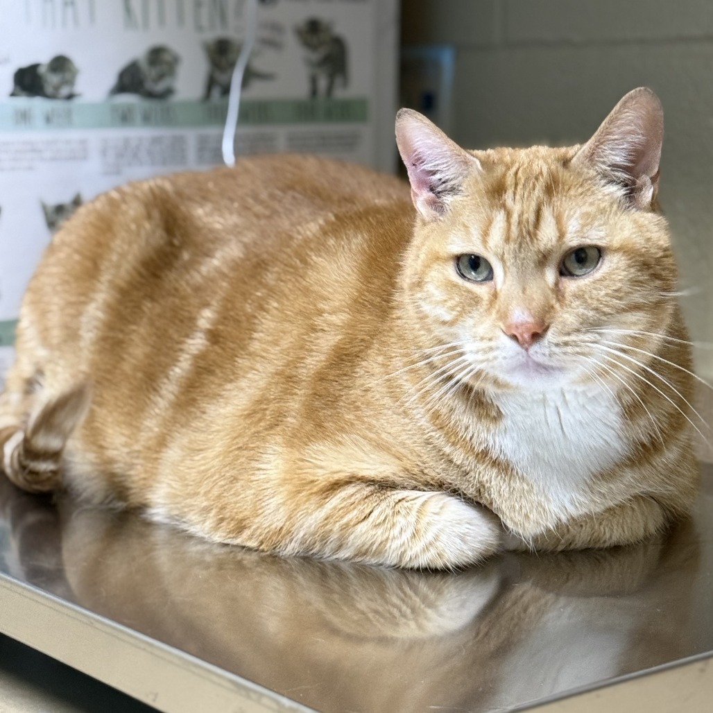 Bob, an adoptable Domestic Short Hair in Cheyenne, WY, 82007 | Photo Image 4