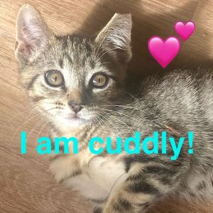 Mojo, Baby Male Domestic Short Hair