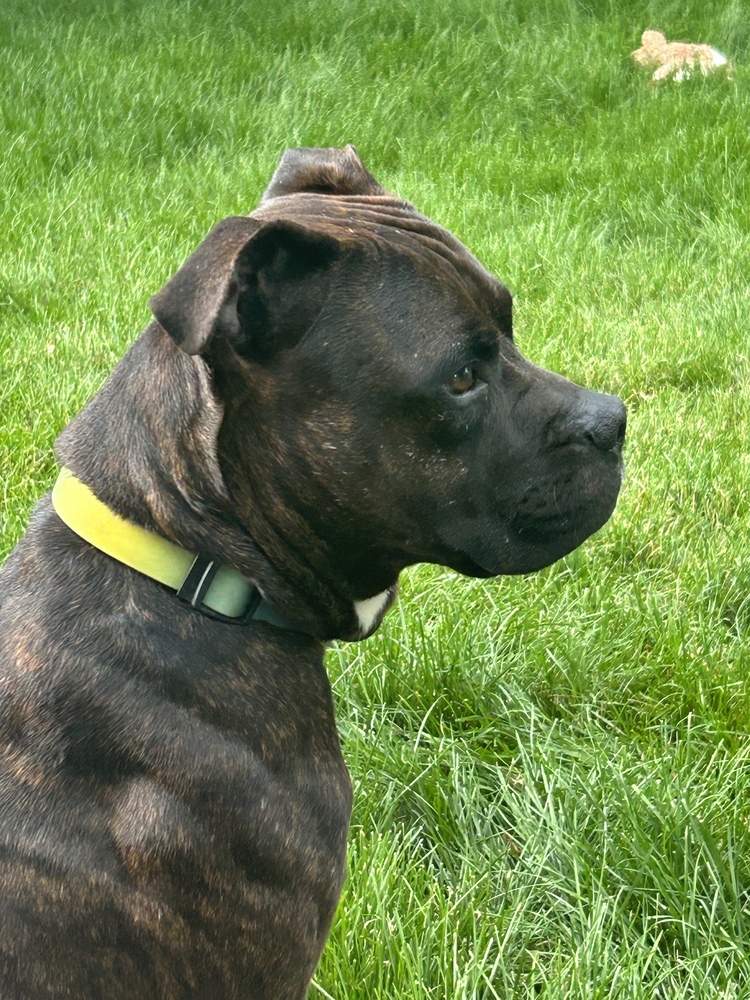 Reggie
