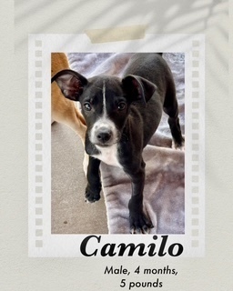 Camilo, Baby Male Chihuahua