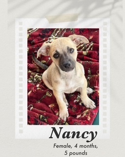 Nancy, Baby Female Chihuahua