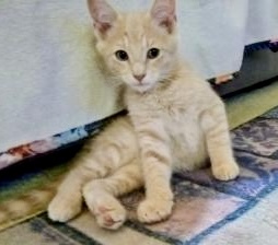 Chris, Baby Male Domestic Short Hair