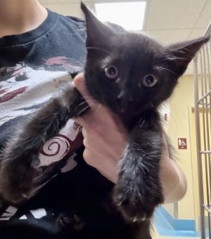 Astro, Baby Male Domestic Short Hair