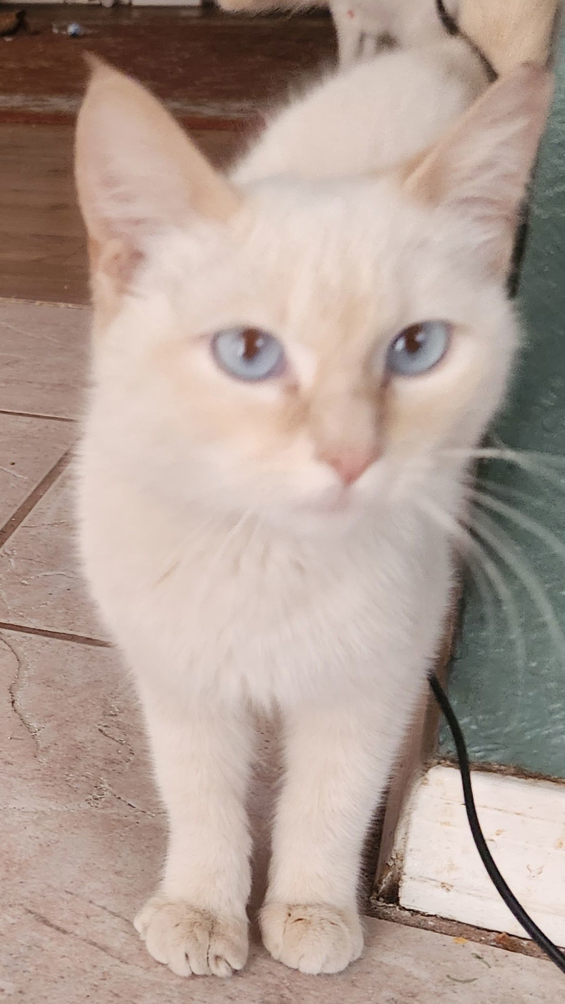 Sugar