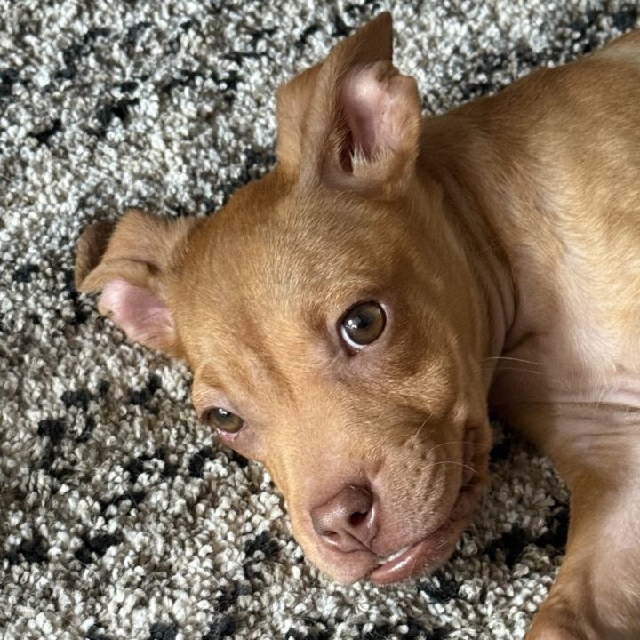 Tabitha 4