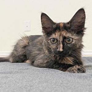 Cosmo