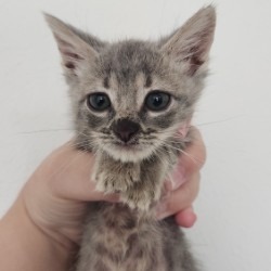 Mr.Boots 1