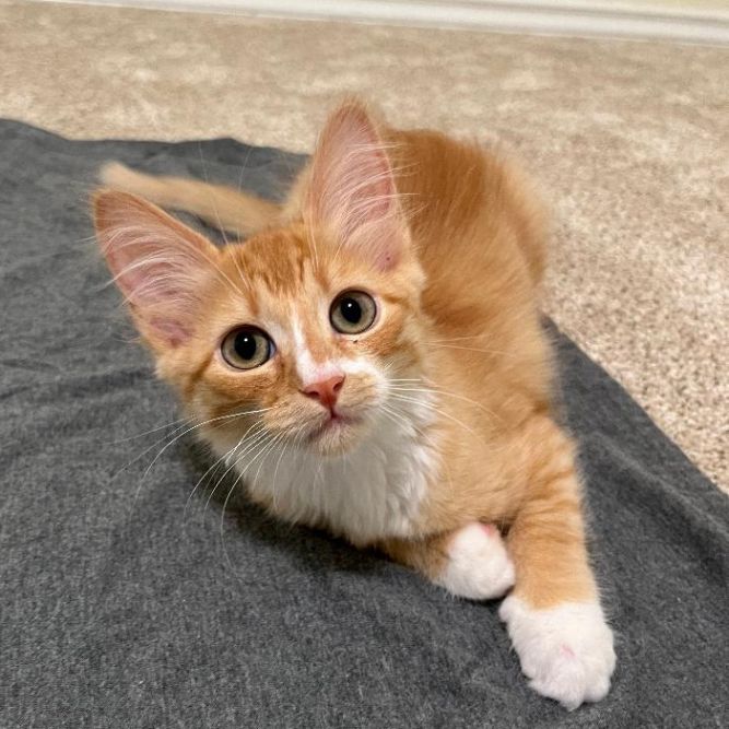 Nova