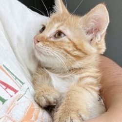 Milo 1