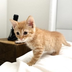 Milo 3