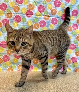Floyd, Adult Male unknown